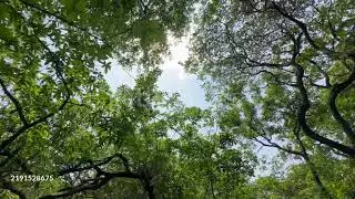 Lush Green Canopy with Sunlight Lens Flare &ndash; A Tranquil Nature Background.