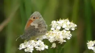 Ein kleiner Heufalter sitzt auf einer Bl&uuml;te. Guntersblum