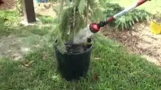Kigi Nursery vs. Conifer Kingdom (kiginursery.com vs. coniferkingdom.com)