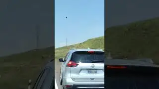 белоголовый сип горах Армении