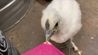 Little Loofah And Mc Twisty: Zoomies