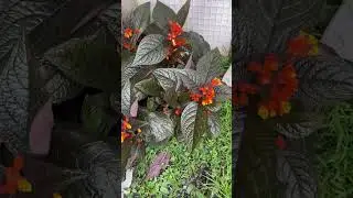 #plants #trendingshorts #trendingvideo #trending #trendingnow #trendingreels #love #loving