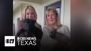 100 German shepherds rescued in Texas‑linked cruelty case now need homes