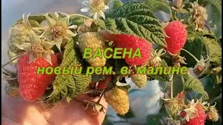 ВАСЕНА новый рем малины