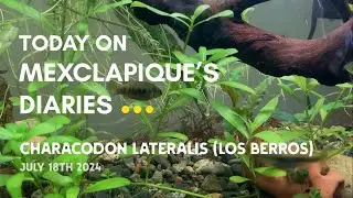 01 - Characodon Lateralis Introduction - 20240718