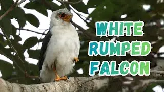 White-Rumped Falcon: The Secret Predator You&rsquo;ve Never Seen
