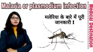Malaria or plasmodium infection  | causes | symptoms in hindi | medical Destination |