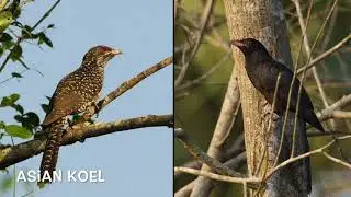 centre field birds