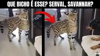 Que bicho é esse? Serval, Savannah? | Biólogo Henrique