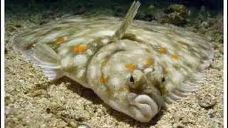 Flounder hiding in the sand