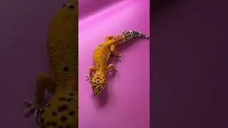 Disponibile baby Geco Leopardino MT #reptiles #gecko #leopardgecko #exotic #cute #pets