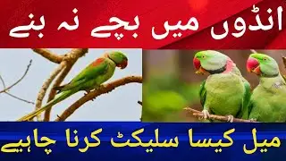 Raw Parrots RingNeck Parrots Male Selection. انڈوں میں بچے نہ بنیں تو کیسا میل سیلیکٹ کرنا چاہیے