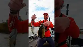 Alabama rig double up smallmouth bass fishing!!