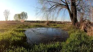 Раскинула ветви ива на берегу пруда (Vocal Lo-Fi) Relaxing [4K]