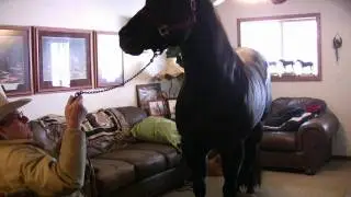 Star Seclusion:  AQHA 'black beauty' stallion:  SOLD