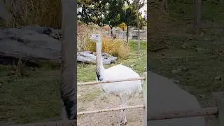 Emu Farm | #beautifulaustralia71 #youtubeshorts #emubird