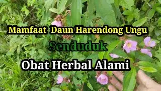 Seperti inilah  daun harendong ungu| senduduk obat herbal alami @omflogs  