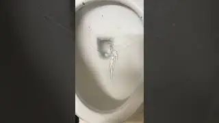Proflo toilet dye test