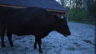 We have Big Dreams at Unity Farm Sanctuary