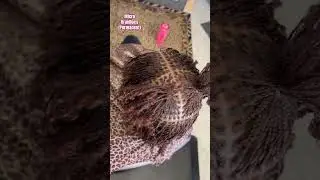 6 hour install #microlocs #trending #texas #hair #hairstyle #braidlocs #killeen #locs