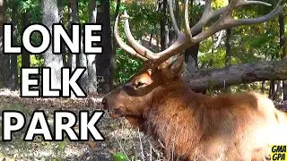 Up Close With Bison & Elk! Lone Elk Park In St. Louis County Is Amazing! Beautiful + Free Admission!