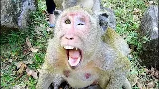 Wow, Mom monkey Popeye scream and cry loudly, what happen to mom Popeye?