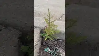 @PoorGuyBonsai Can i Yamadori This?  Eastern RedCedar #bonsai