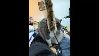 Watch Smokey Play with His Favorite Feather Toy