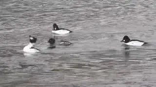 Goldeneyes and winter lekking
