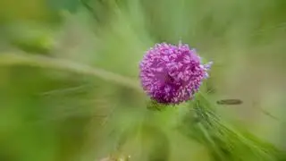 The Hidden World of Nature | Macro Photography