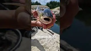 Beau chevesne de 43 #chevesne #poisson #p&ecirc;che #peche #nature #sandre