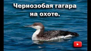 4K. Чернозобая гагара на охоте. - Black-throated loon hunting.