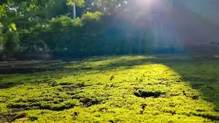 #Beautiful #morning #breeze #soothingvideoand audio #morningbirds #birds sound #morning freshness