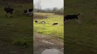 Rabbit hunting with beagles #beagle #rabbit #rabbithuntingwithbeagles