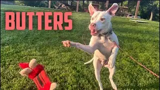Pitbull Butters Fighting Dogs In House Learns How to Be Himself Confidently and Apropriately!
