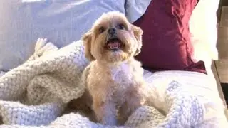 Luxury Hotels for Dogs: Pets Living Large