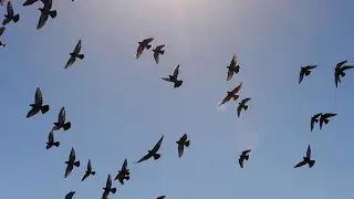 A flock of birds Flying in formation