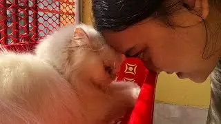Ma And Noa only 2min.. She's is really pretty.. #foryou #cat #cuteanimal #viral #pets 