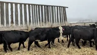 Lot 6 McComish Ranch