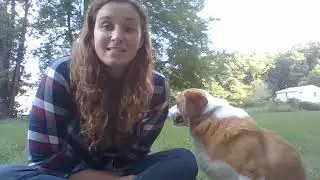 Real Animal Wellness Receipes (RAWR) App