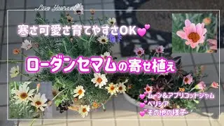 【ローダンセマムの寄せ植え】春満開は大満足💕良いお花です🥰