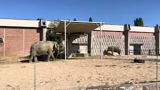 Тhe most awesome baby elephants in Sofia zoo! / Най-страхотните слончета в Софийския зоопарк!