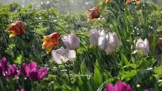 Windy Rain and Thunder Sound - Heavy Rain with Thunder - 5 Minutes Rain Sound. #asmr #rain 