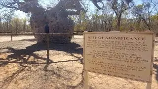 Boab Prison Tree | Derby, Western Australia | Aug 17, 2019