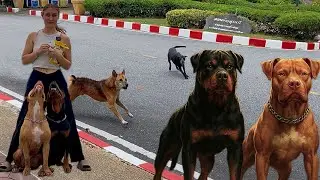 A Day Out: Navigating the Chaos of Thailand with My Rottweiler and Bandog