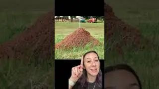 Огненный муравейник или обычный муравейник? Мы поможем вам отличить 🐜