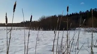 5 minute meditation nature sounds | Birds Singing, Relaxing Nature Sounds | Nordic Winter 4K