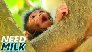 ADORABLE BABY NEWBORN...BABY OF MUM PRINCESS LOOKED SO MUCH SO HUNGRY AND WAITING FIRST MILK