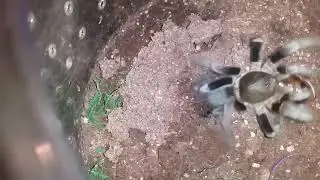 hysterocrates laticeps and a few other tarantula feedings