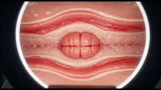 Ce que l&rsquo;anatomie r&eacute;v&egrave;le sur l&rsquo;hymen : la v&eacute;rit&eacute; biologique que personne n&rsquo;ose expliquer
